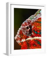 Rainbow Panther Chameleon, Fucifer Pardalis, Native to Madagascar-David Northcott-Framed Photographic Print