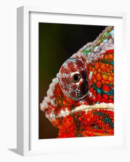 Rainbow Panther Chameleon, Fucifer Pardalis, Native to Madagascar-David Northcott-Framed Photographic Print