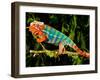 Rainbow Panther Chameleon, Fucifer Pardalis, Native to Madagascar-David Northcott-Framed Premium Photographic Print