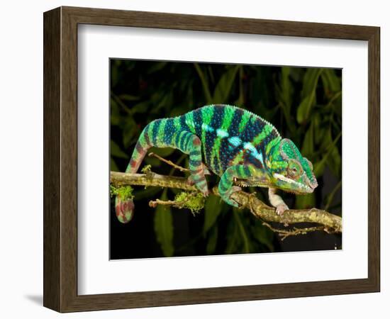 Rainbow Panther Chameleon, Fucifer Pardalis, Native to Madagascar-David Northcott-Framed Photographic Print