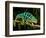 Rainbow Panther Chameleon, Fucifer Pardalis, Native to Madagascar-David Northcott-Framed Photographic Print