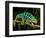 Rainbow Panther Chameleon, Fucifer Pardalis, Native to Madagascar-David Northcott-Framed Photographic Print