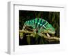 Rainbow Panther Chameleon, Fucifer Pardalis, Native to Madagascar-David Northcott-Framed Photographic Print