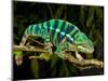 Rainbow Panther Chameleon, Fucifer Pardalis, Native to Madagascar-David Northcott-Mounted Photographic Print