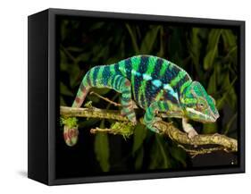 Rainbow Panther Chameleon, Fucifer Pardalis, Native to Madagascar-David Northcott-Framed Stretched Canvas