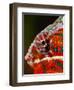 Rainbow Panther Chameleon, Fucifer Pardalis, Native to Madagascar-David Northcott-Framed Photographic Print