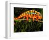 Rainbow Panther Chameleon, Fucifer Pardalis, Native to Madagascar-David Northcott-Framed Photographic Print