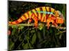 Rainbow Panther Chameleon, Fucifer Pardalis, Native to Madagascar-David Northcott-Mounted Photographic Print