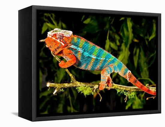 Rainbow Panther Chameleon, Fucifer Pardalis, Native to Madagascar-David Northcott-Framed Stretched Canvas