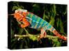 Rainbow Panther Chameleon, Fucifer Pardalis, Native to Madagascar-David Northcott-Stretched Canvas