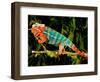 Rainbow Panther Chameleon, Fucifer Pardalis, Native to Madagascar-David Northcott-Framed Photographic Print