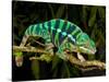 Rainbow Panther Chameleon, Fucifer Pardalis, Native to Madagascar-David Northcott-Stretched Canvas