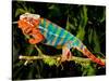 Rainbow Panther Chameleon, Fucifer Pardalis, Native to Madagascar-David Northcott-Stretched Canvas