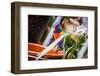 Rainbow Parrot-Cuidanet-Framed Photographic Print