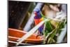 Rainbow Parrot-Cuidanet-Mounted Photographic Print