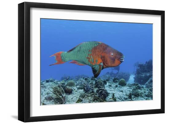 Premium Photographic Print, , large