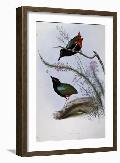 Rainbow Pitta (Pitta Iris)-John Gould-Framed Giclee Print