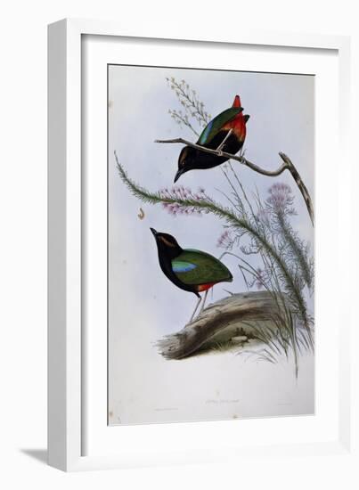 Rainbow Pitta (Pitta Iris)-John Gould-Framed Giclee Print