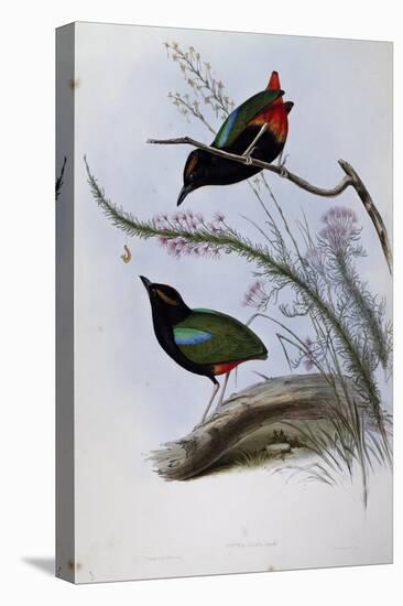 Rainbow Pitta (Pitta Iris)-John Gould-Stretched Canvas