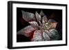 Rainbow Poinsettia For My Darling-Joy Lions-Framed Giclee Print