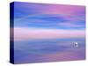 Rainbow Reflecting over Swan-Cindy Kassab-Stretched Canvas