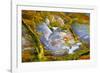 Rainbow Ridge Picture Agate-Darrell Gulin-Framed Photographic Print