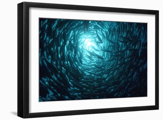 Rainbow Runners, Salmon Runner, Hawaiian Salmon-null-Framed Photographic Print