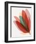 Rainbow Spectrum Bloom-null-Framed Art Print