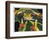Rainbow Splendor-Barbara Keith-Framed Premium Giclee Print