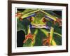 Rainbow Splendor-Barbara Keith-Framed Giclee Print