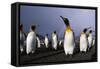 Rainbow Stretching Above King Penguins-Paul Souders-Framed Stretched Canvas