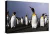 Rainbow Stretching Above King Penguins-Paul Souders-Stretched Canvas