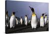 Rainbow Stretching Above King Penguins-Paul Souders-Stretched Canvas