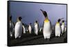 Rainbow Stretching Above King Penguins-Paul Souders-Framed Stretched Canvas