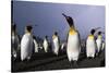 Rainbow Stretching Above King Penguins-Paul Souders-Stretched Canvas