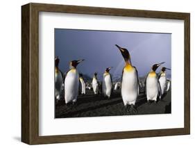 Rainbow Stretching Above King Penguins-Paul Souders-Framed Photographic Print