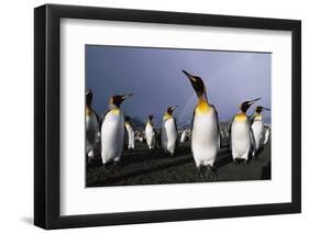 Rainbow Stretching Above King Penguins-Paul Souders-Framed Photographic Print