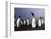 Rainbow Stretching Above King Penguins-Paul Souders-Framed Photographic Print