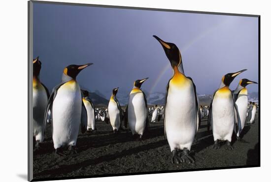 Rainbow Stretching Above King Penguins-Paul Souders-Mounted Photographic Print