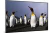 Rainbow Stretching Above King Penguins-Paul Souders-Mounted Photographic Print