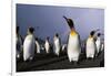 Rainbow Stretching Above King Penguins-Paul Souders-Framed Photographic Print