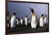 Rainbow Stretching Above King Penguins-Paul Souders-Framed Photographic Print