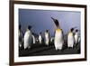 Rainbow Stretching Above King Penguins-Paul Souders-Framed Photographic Print