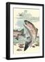 Rainbow Trout Eying Dragonfly-null-Framed Premium Giclee Print