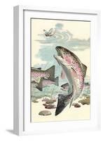 Rainbow Trout Eying Dragonfly-null-Framed Premium Giclee Print