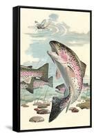 Rainbow Trout Eying Dragonfly-null-Framed Stretched Canvas