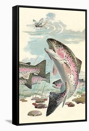 Rainbow Trout Eying Dragonfly-null-Framed Stretched Canvas