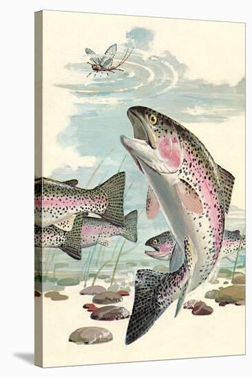 Rainbow Trout Eying Dragonfly-null-Stretched Canvas