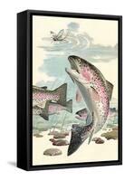 Rainbow Trout Eying Dragonfly-null-Framed Stretched Canvas