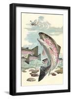 Rainbow Trout Eying Dragonfly-null-Framed Art Print